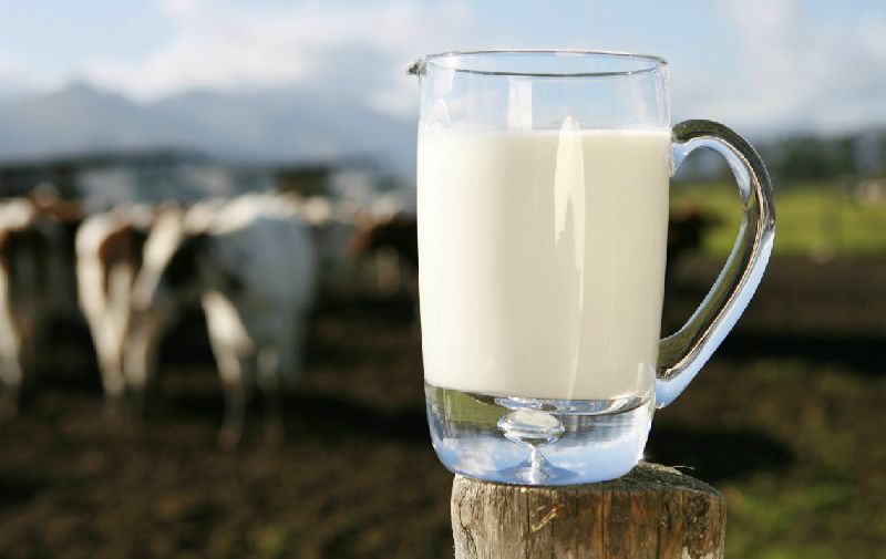 Discover the Richness of Pure Milk: A Culinary Essential
